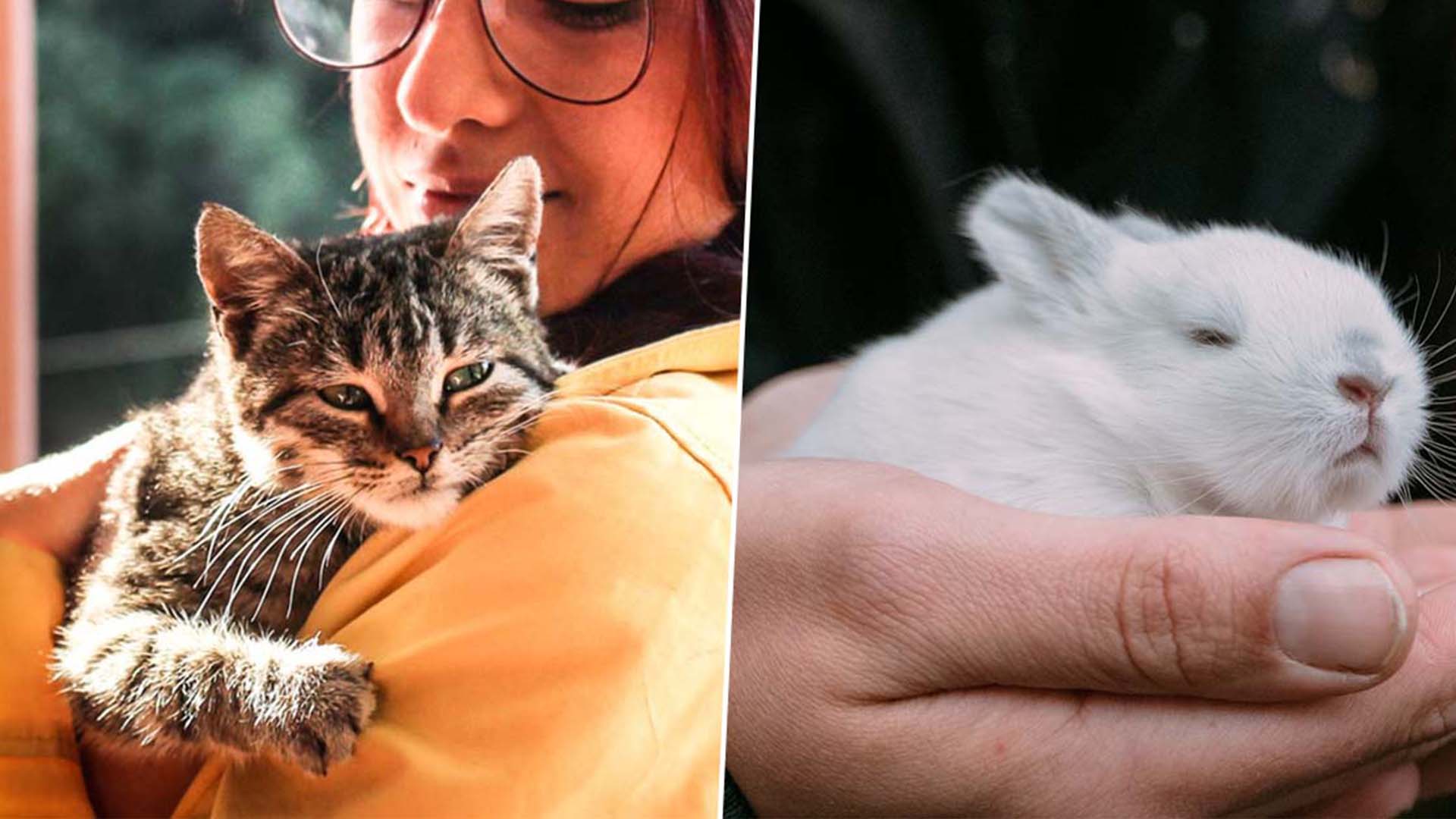 rspcaFEATUREDIMAGE