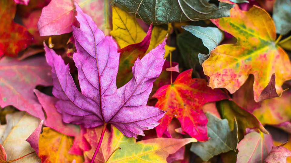 autumn2FEATUREDIMAGE