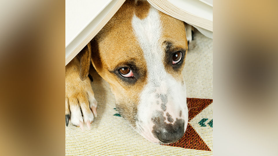 dogfireworks1FEATUREDIMAGE