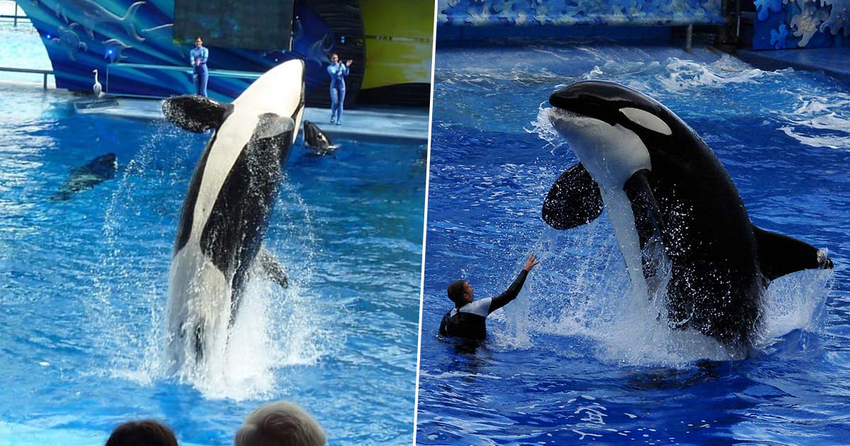 TripAdvisor Bans SeaWorld Ticket Sales