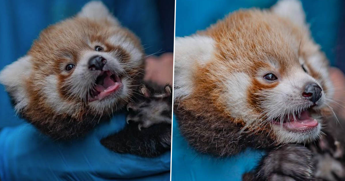 redpanda1FacebookThumb