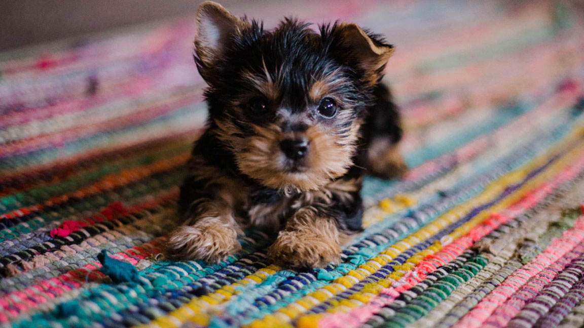 puppy1FEATUREDIMAGE
