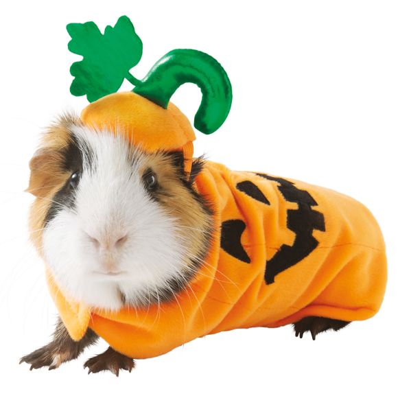 hamster2