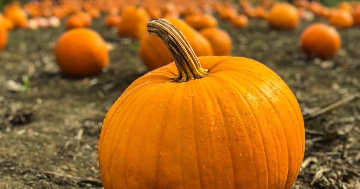 Pumpkin5
