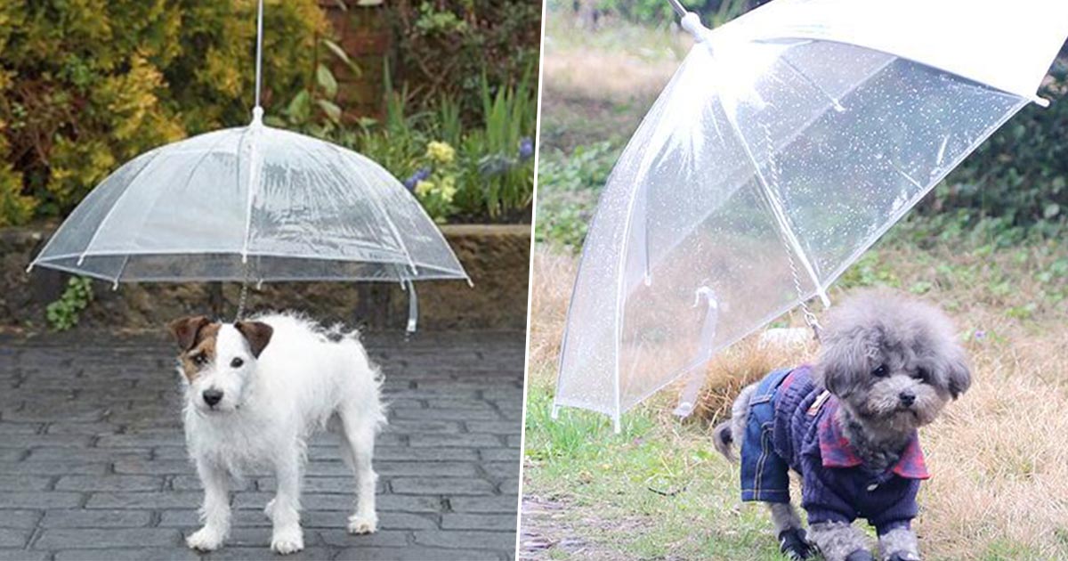 upside down umbrella for dogs