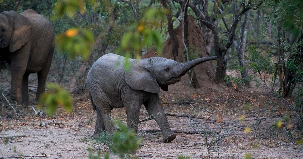babyelephant3FacebookThumb