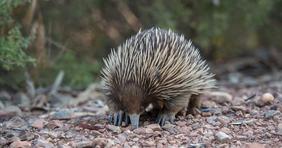 enchidna