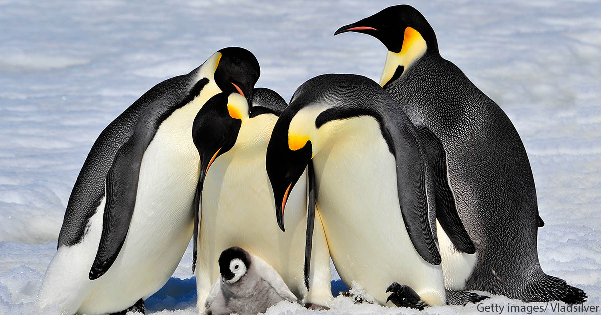 Penguin1