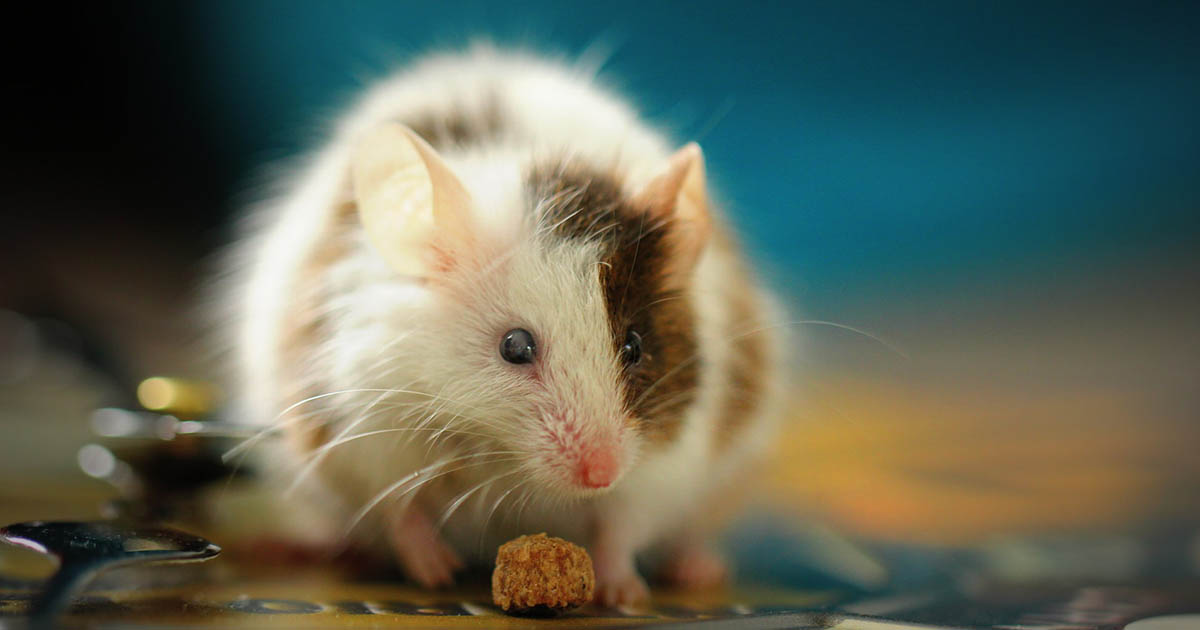 mouseFacebookThumb