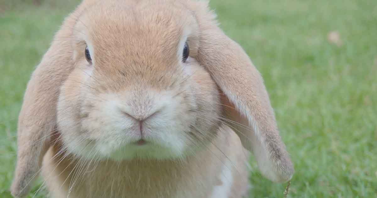 rabbit44FacebookThumb