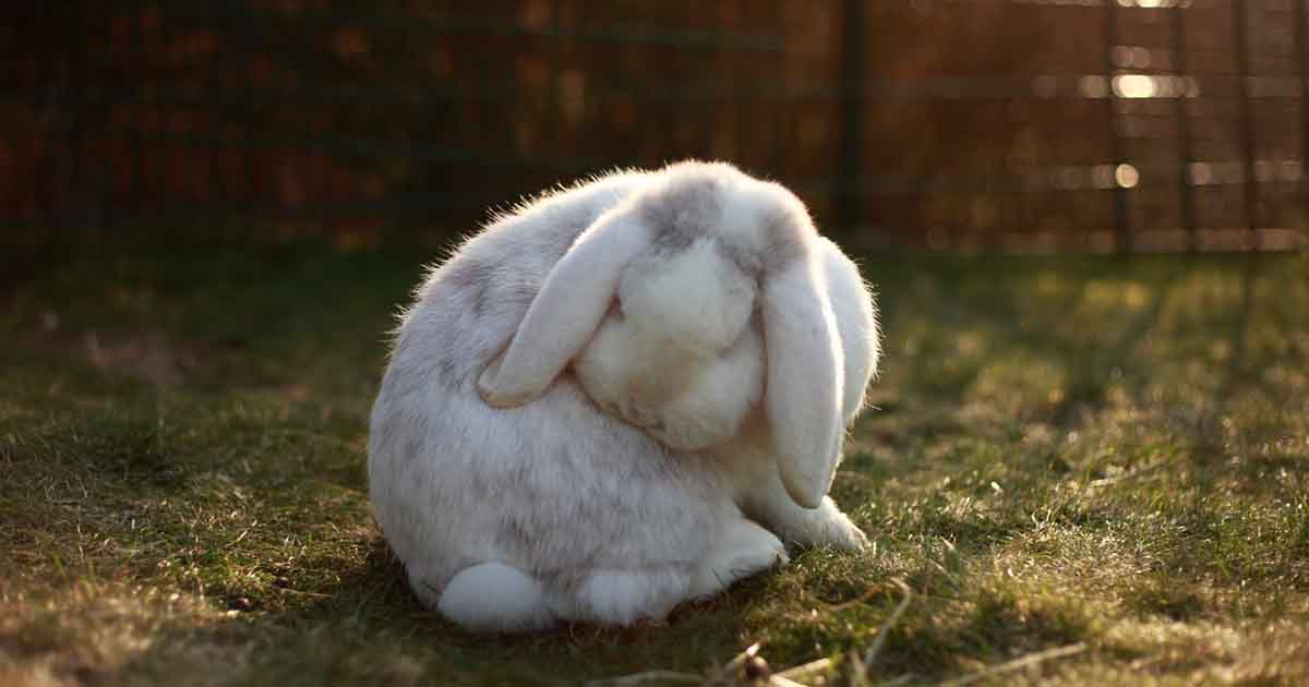 rabbit33FacebookThumb