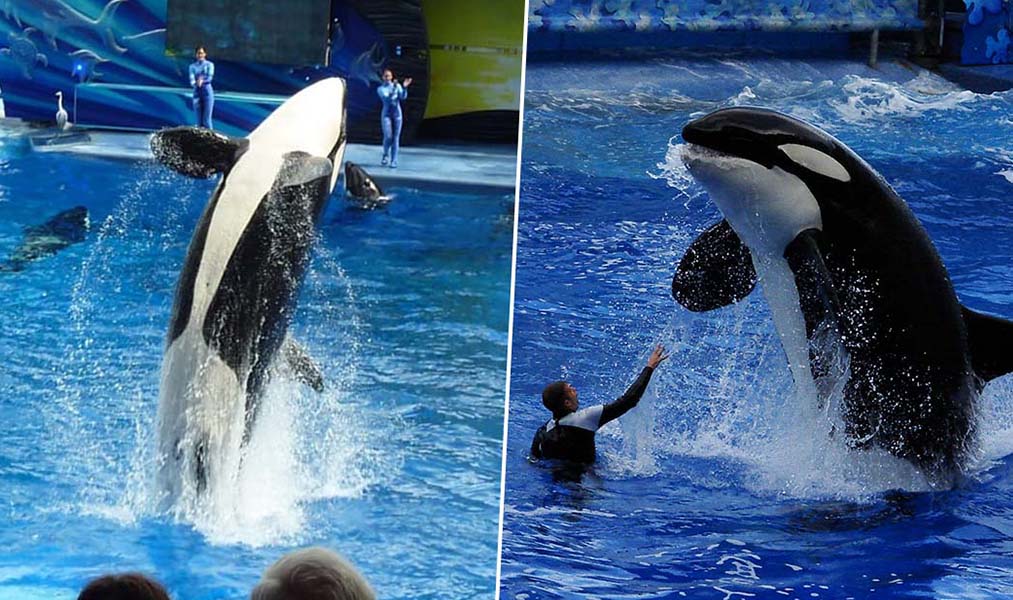 TripAdvisor bans SeaWorld ticket sales