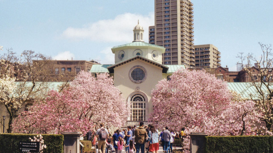 blossom2FEATUREDIMAGE