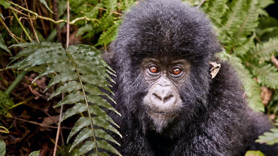 gorilla1FEATUREDIMAGE