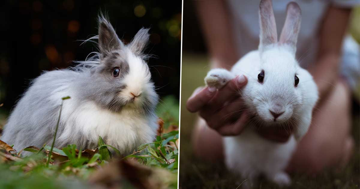 rabbitFacebookThumb