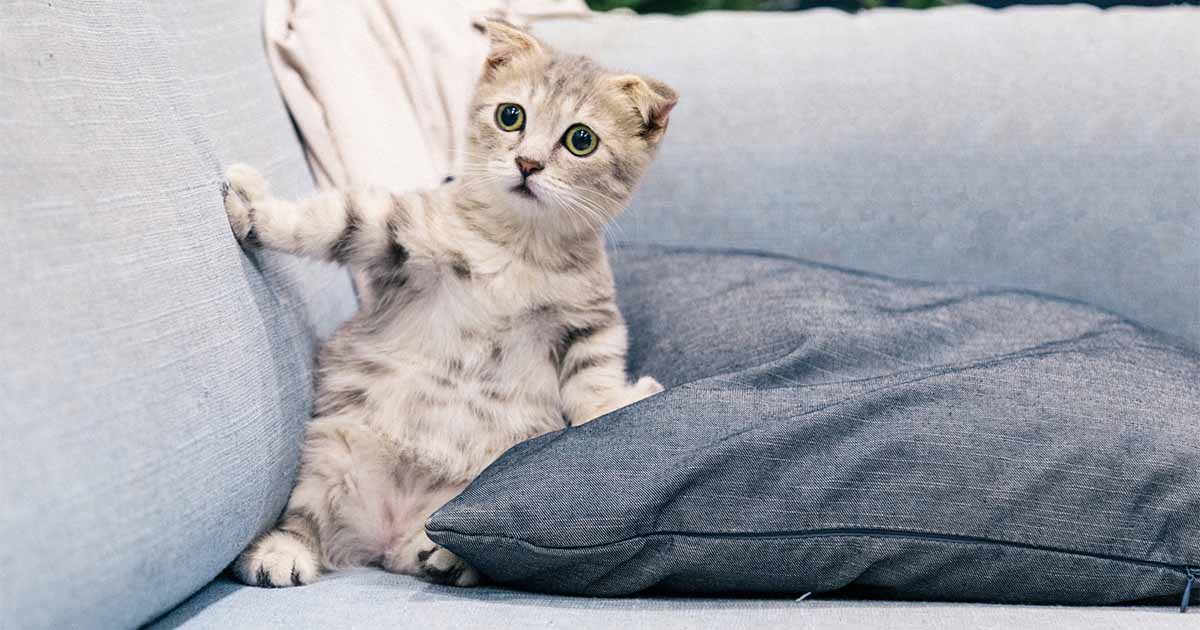 cat1