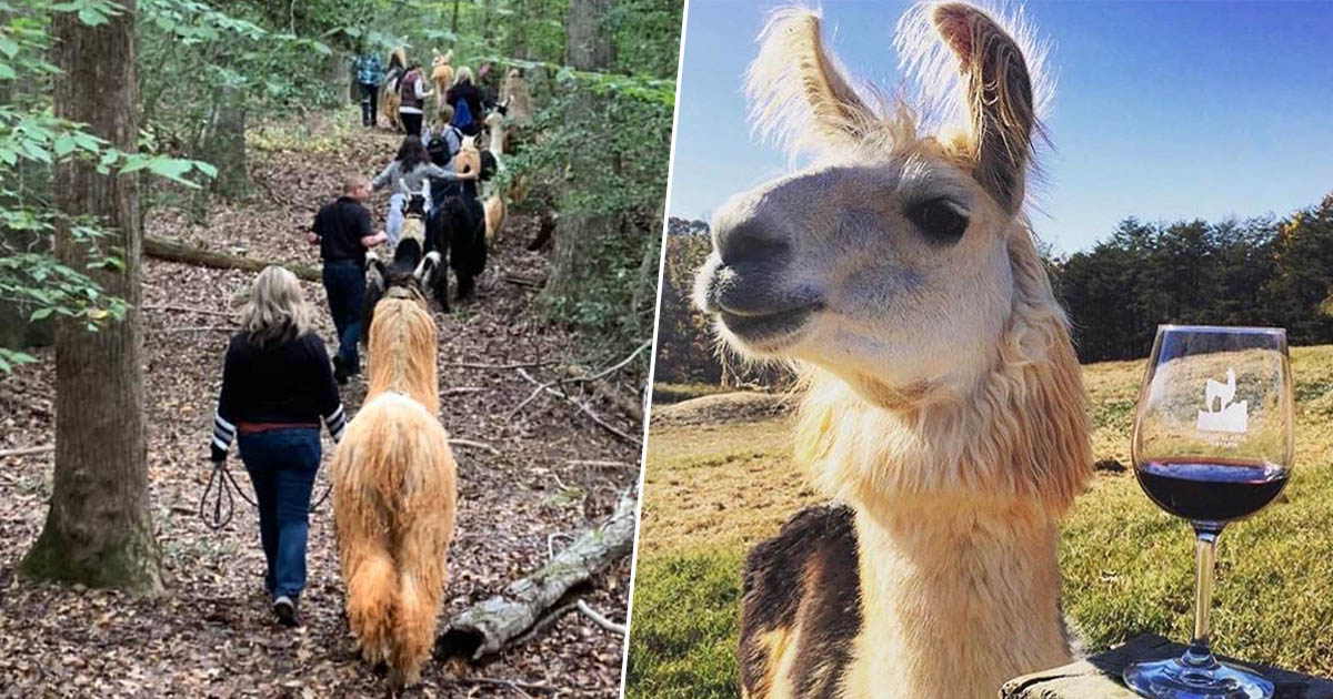 LlamaWineHikeFacebookThumb