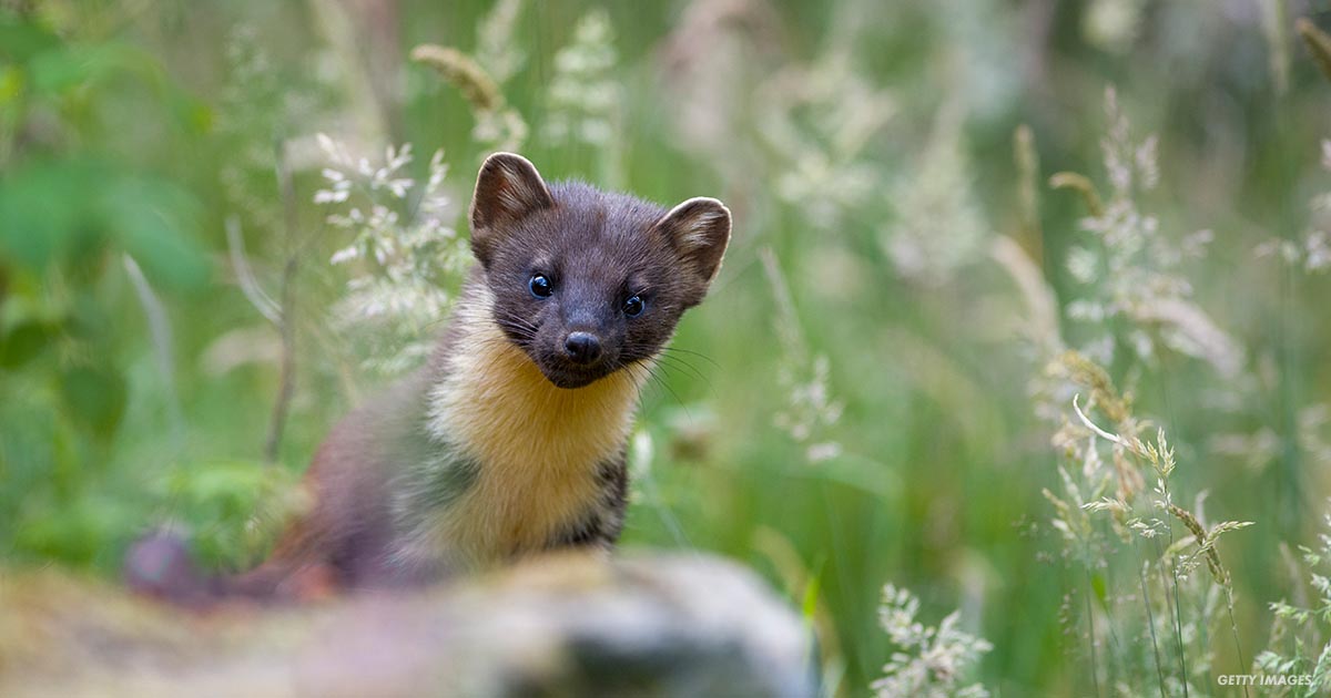 pinemarten77FacebookThumb
