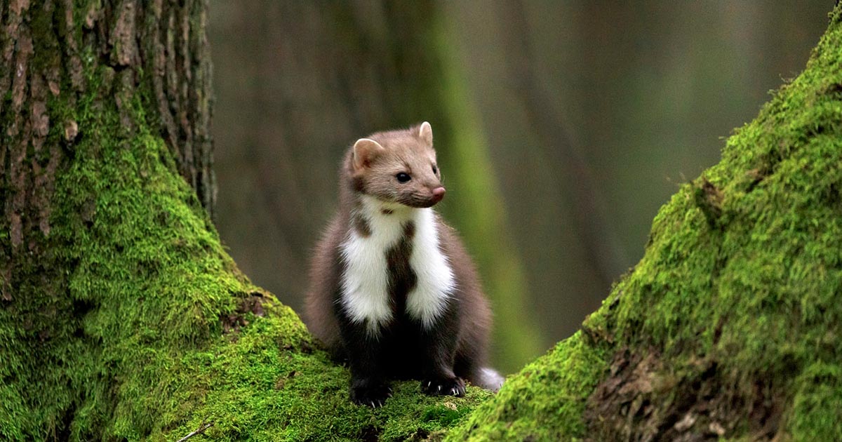 pinemarten44FacebookThumb
