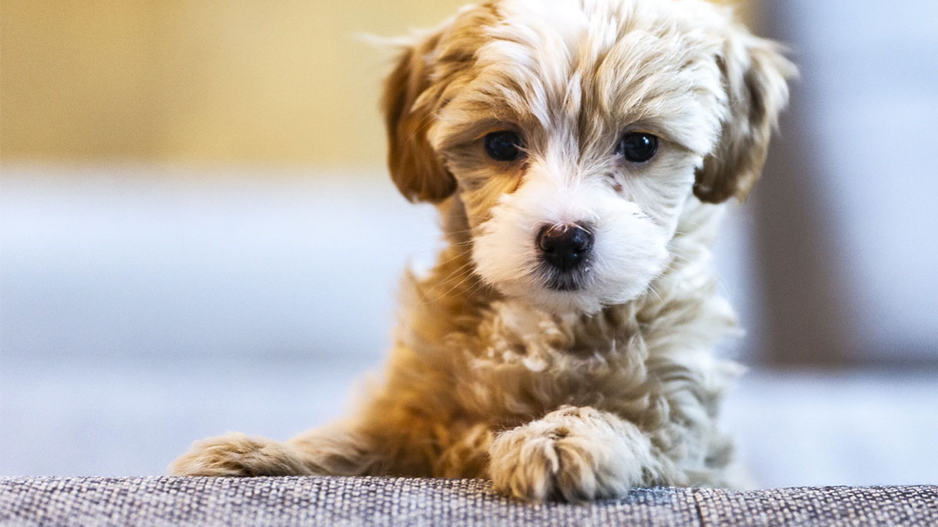 puppies2FEATUREDIMAGE