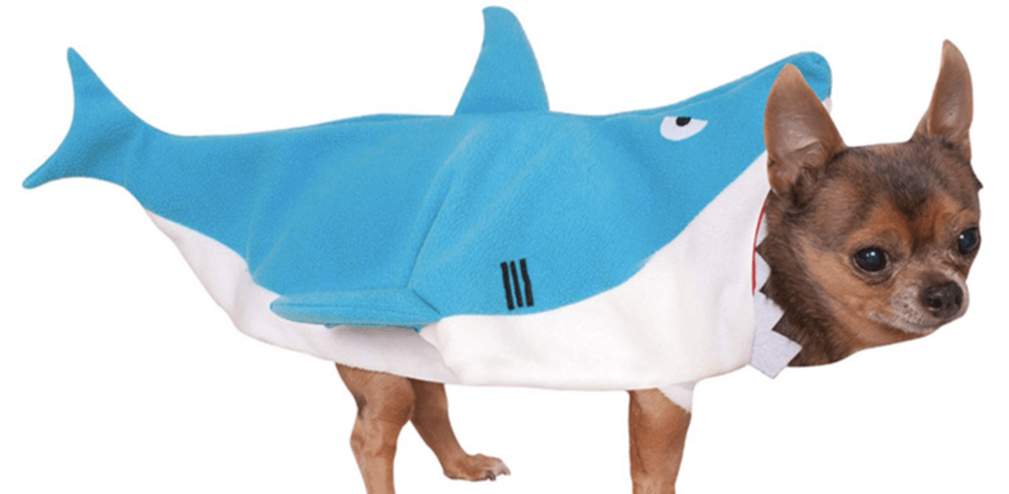 shark dog teddy