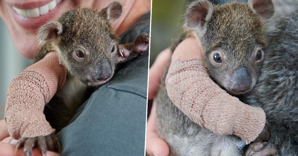 koalaFacebookThumb
