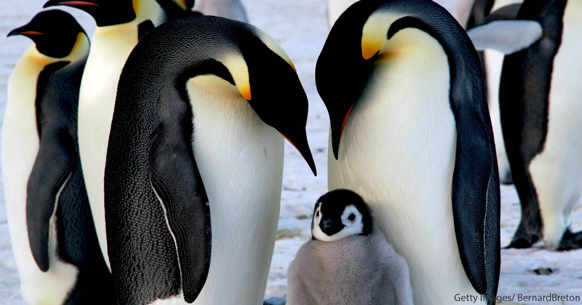 Penguins