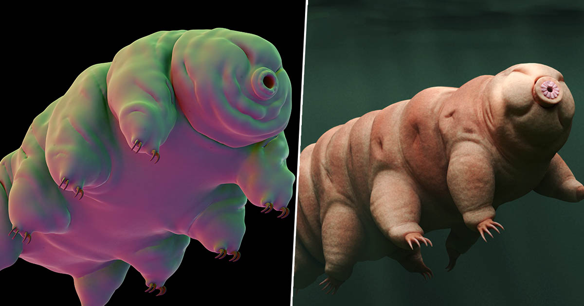A Colony Of Tiny WaterBears Are Now 'Living On The Moon' TOTUM