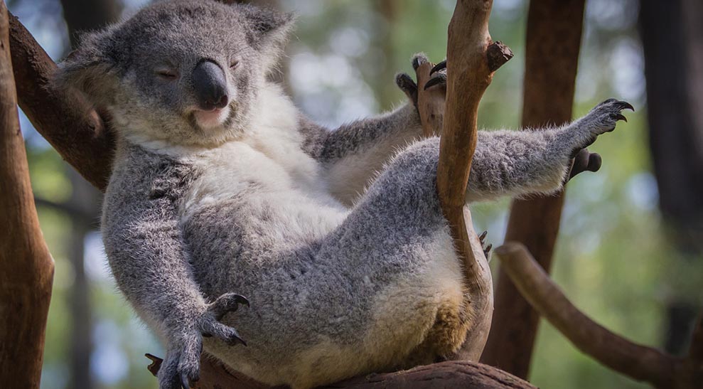 koala1IMAGETEMP