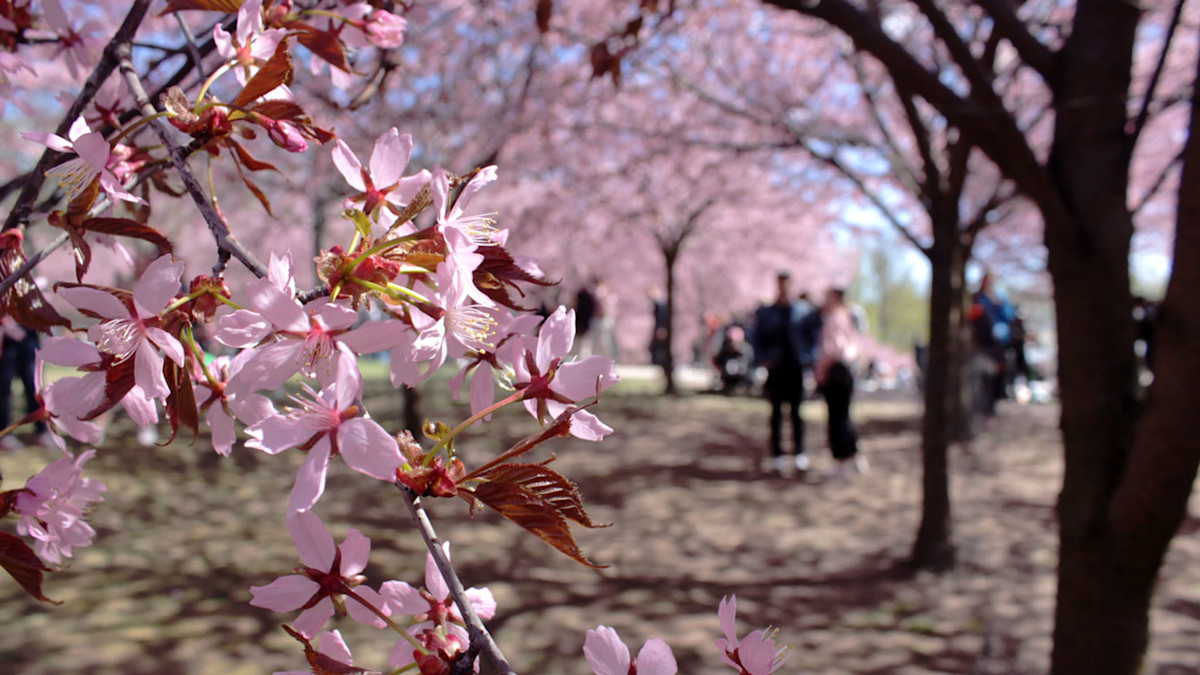 blossom1FEATUREDIMAGE
