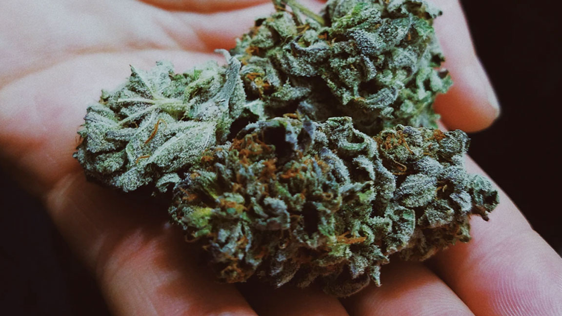cannabis1FEATUREDIMAGE