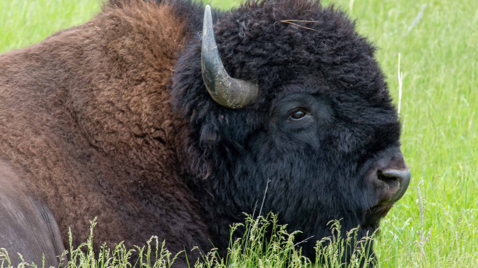Wild Bison Are Returning To The UK For The First Time In ...
