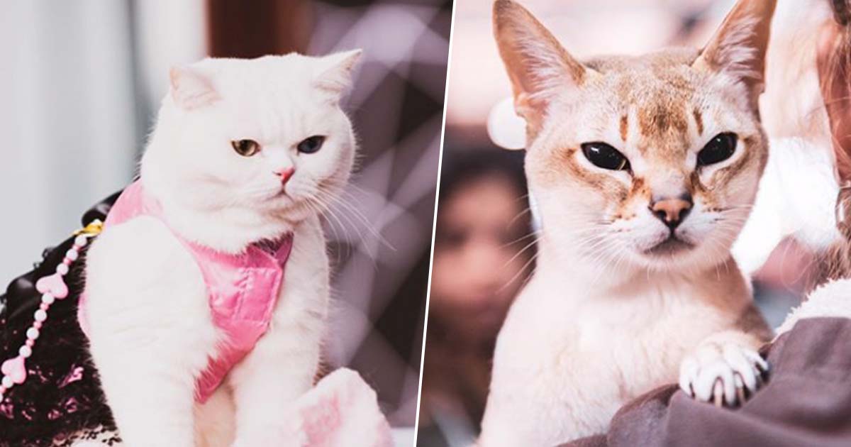CatFestival