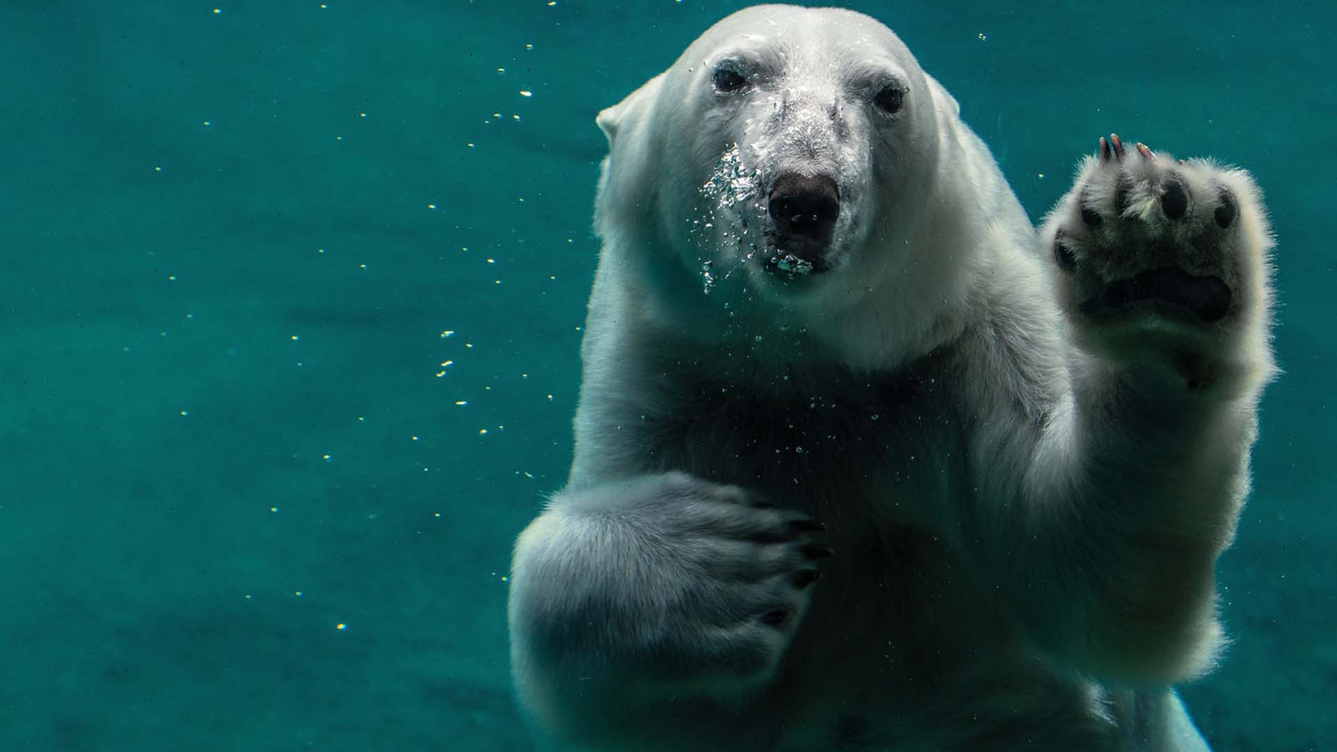 polarbearFEATUREDIMAGE