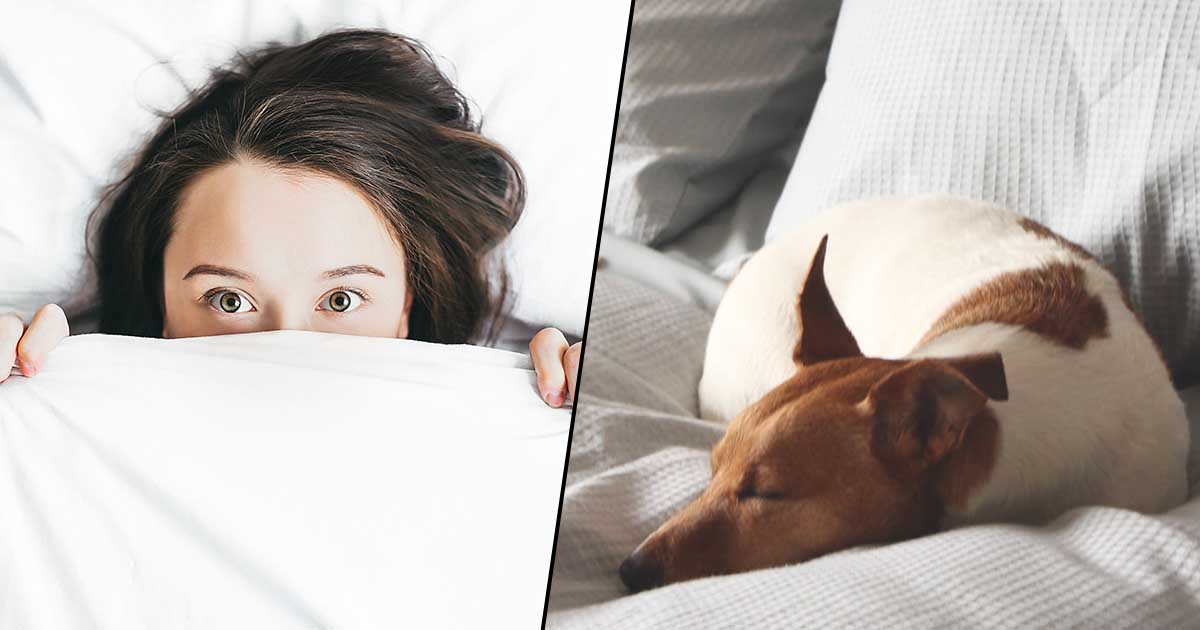 dogsleep