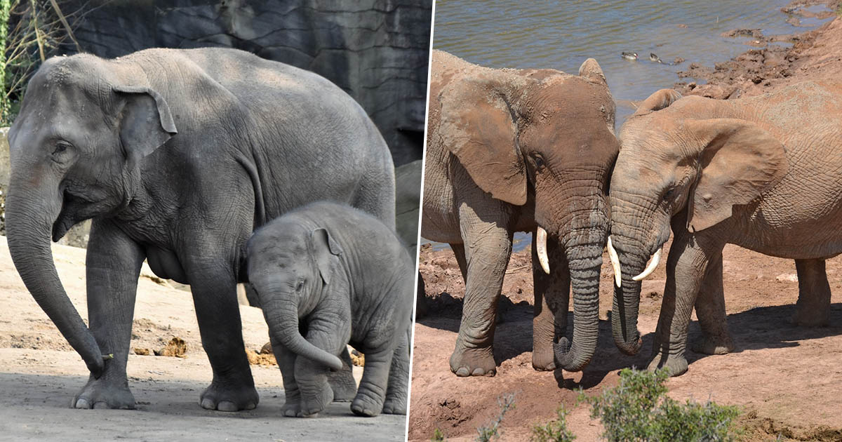 elephants33FacebookThumb