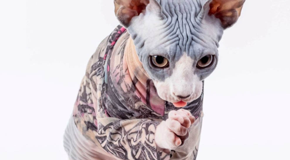 tatcat1ImageTemp