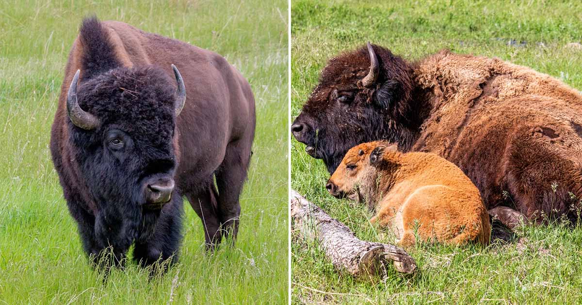 bisonFacebookThumb