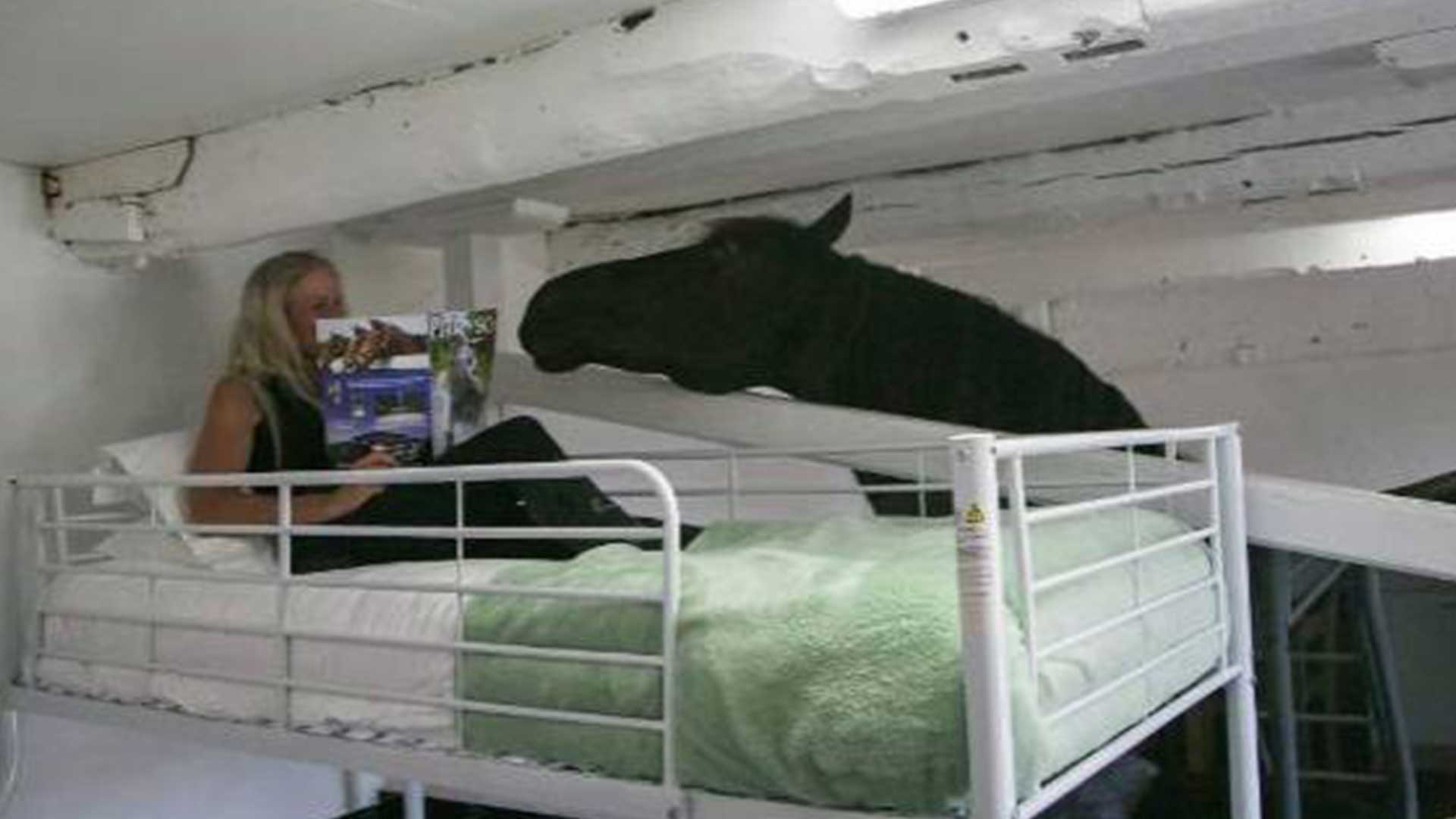 Horse Lovers Can Now Book Sleepovers At Farm With Bunk Beds Built Into