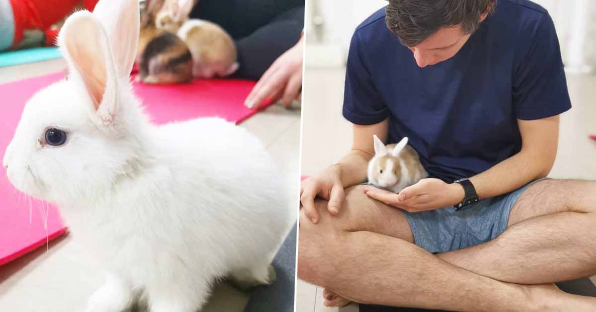 bunnyyoga1FacebookThumb