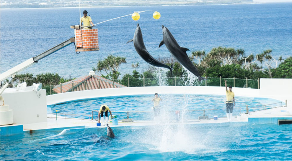 whales1IMAGETEMP-1