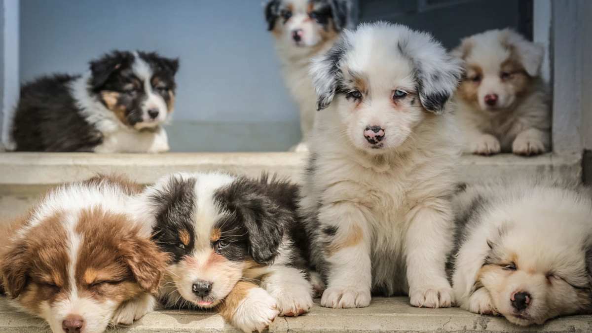 puppies1FEATUREDIMAGE