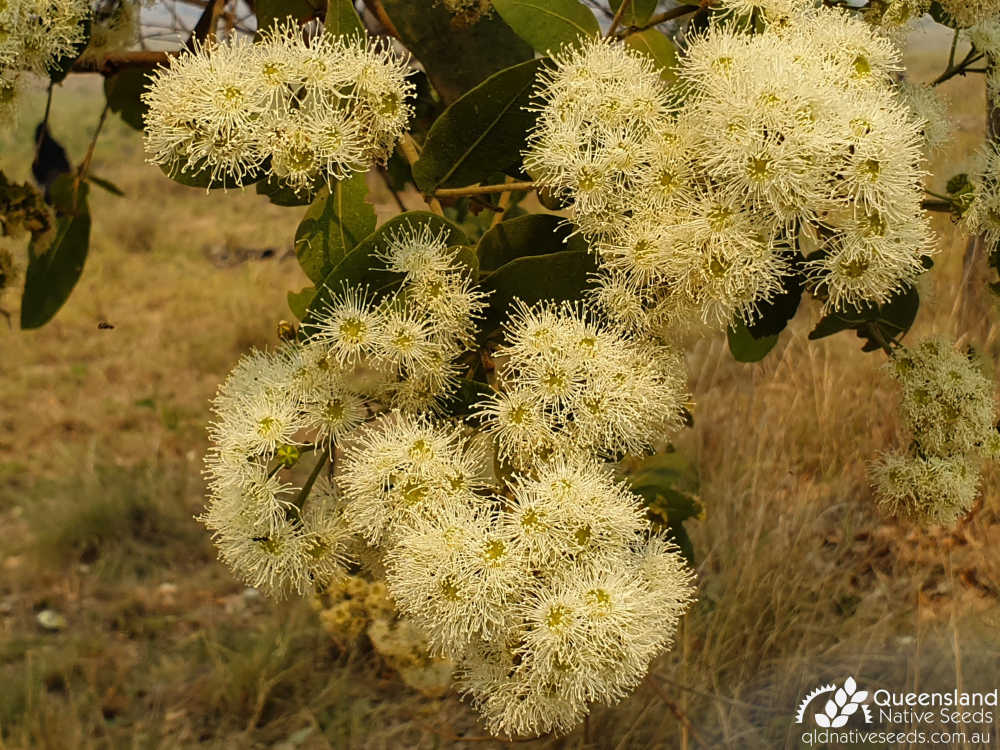 Angophora subvelutina | inflorescence | Queensland Native Seeds
