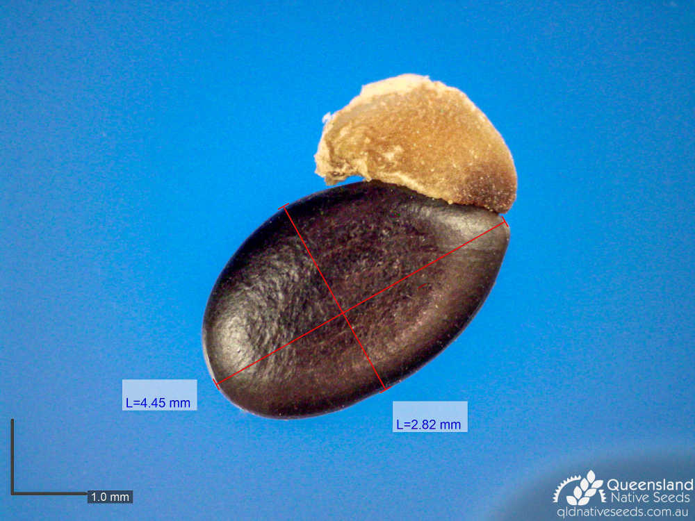 Acacia falcata | microscope | Queensland Native Seeds