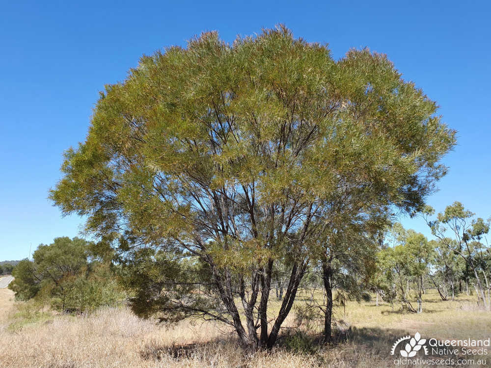 Acacia shirleyi | habit | Queensland Native Seeds