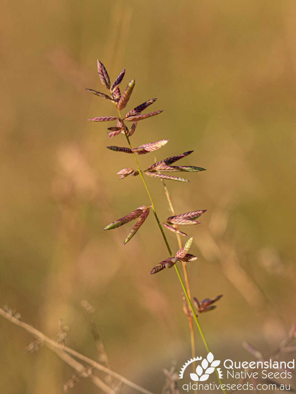 Eragrostis sororia | inflorescence | Queensland Native Seeds