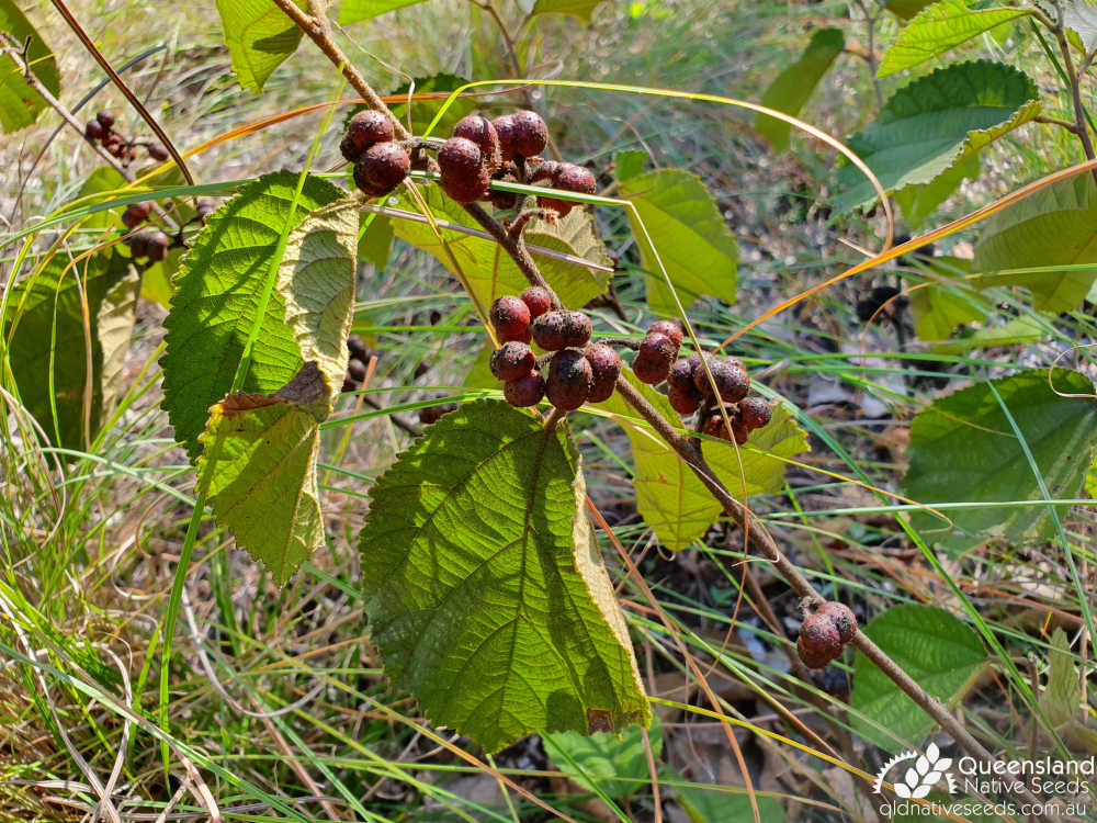 Grewia latifolia | leaves, fruit | Queensland Native Seeds