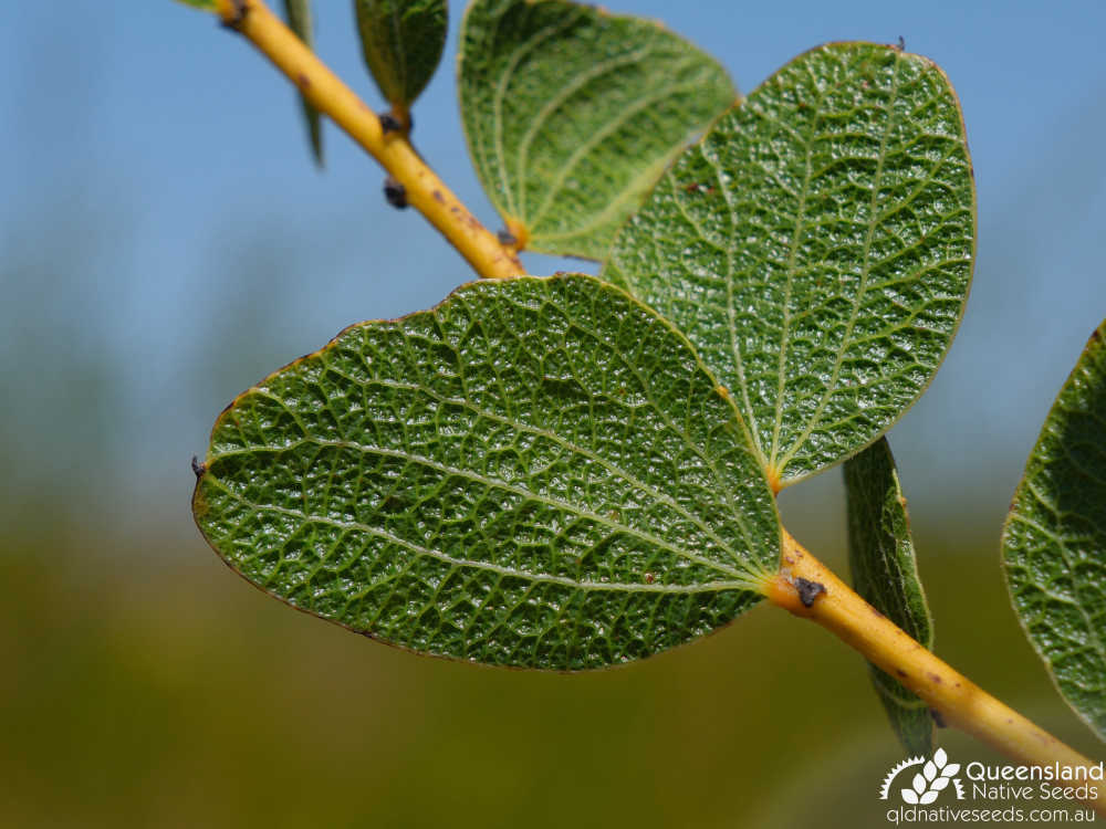 Acacia retivenea subsp. retivenea | phyllode | Queensland Native Seeds