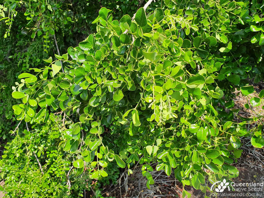 Cassia tomentella | leaf | Queensland Native Seeds