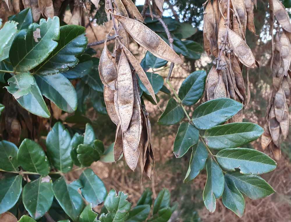 Derris involuta | leaf, pod | Queensland Native Seeds